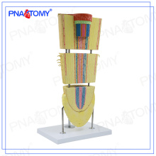 PNT-0838 Modèle de section de racines de dicotylédones biologiques